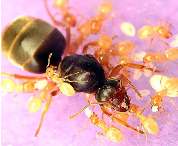 Lasius flavus - mated queen (cheapest UK supplier 5+ yrs running)
