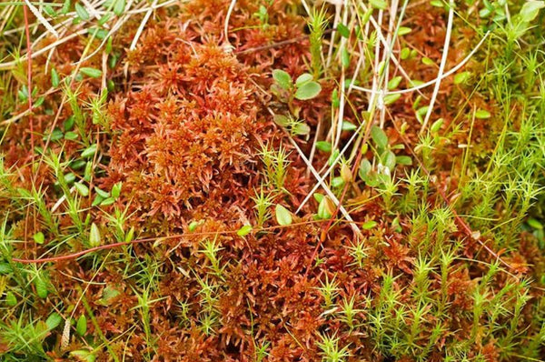 Rare live red bog moss (Cheapest UK supplier guaranteed)