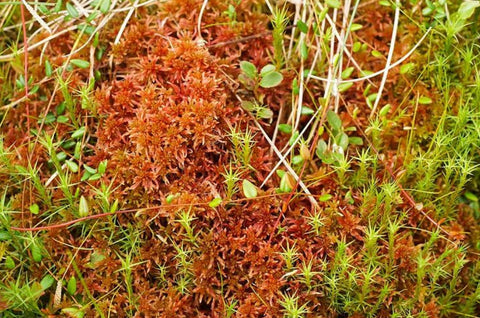 Rare live red bog moss (Cheapest UK supplier guaranteed)